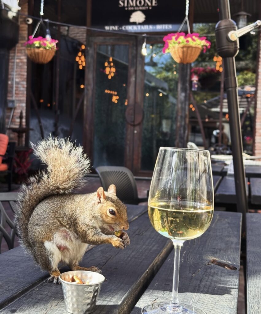 A squirrel sitting on a patio table next to a glass of white wine at Simone on Sunset in Rice Village.